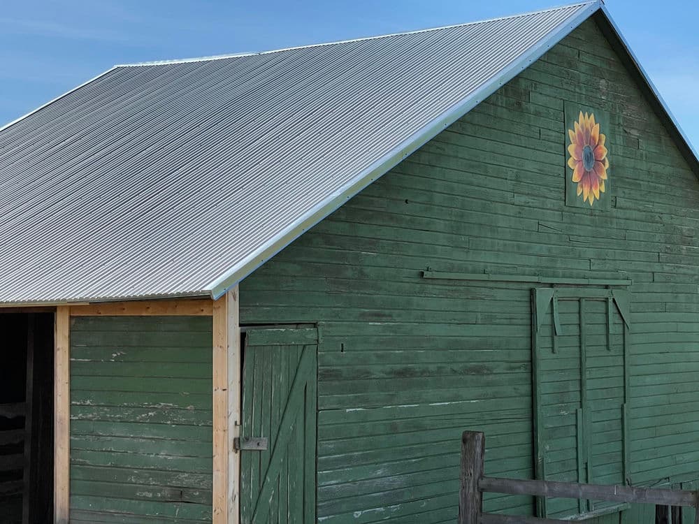 Green barn with a sunflower mural, metal roof, and wooden fence against a clear blue sky.